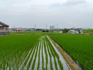 新緑の苗が育つ田園風景