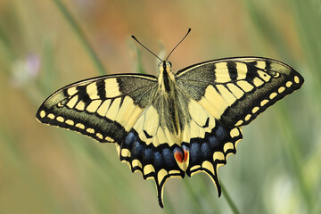 Swallowtail, Papilio machaon, beautiful butterfly on flower