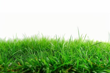 Obraz premium wide open space covered in fresh green grass against a clear white background
