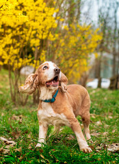 An old dog of the English cocker spaniel breed stands in the green grass on the background of the park. The dog has an open mouth. The dog looks up. He barks. The photo is vertical and blurry