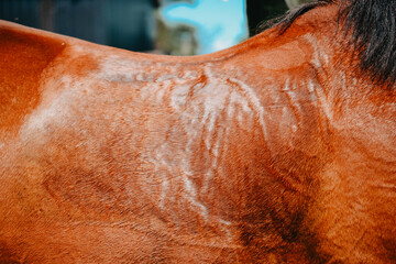 Print of the saddle of horse after working out in the arena