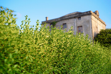 Casa de campo tras seto de jardín