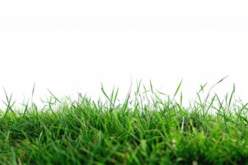 Fototapeta premium refreshing outdoor scene featuring dense green grass against a minimalist white background