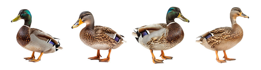 Fototapeta premium Four different views standing mallard duck isolated on transparent background, bill eye head body