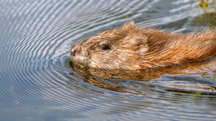 otter in the water