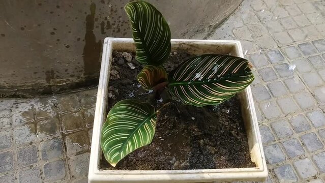 watering the Goeppertia ornata plant (syn. Calathea ornata, also called striped calathea), is a species of annual plant in the family known as prayer plants. Marantaceae family.
