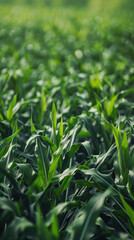 Fototapeta premium corn growing in a lush green field