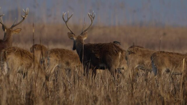 Swamp deer barasinghe in Nepal.