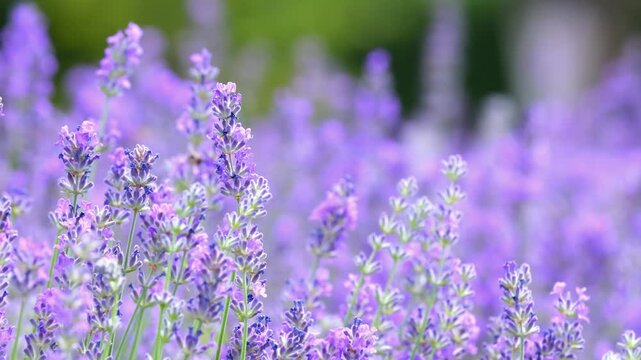 Butterflies on spring lavender flowers under sunlight. Beautiful landscape of nature with a panoramic view. Hi spring. long banner