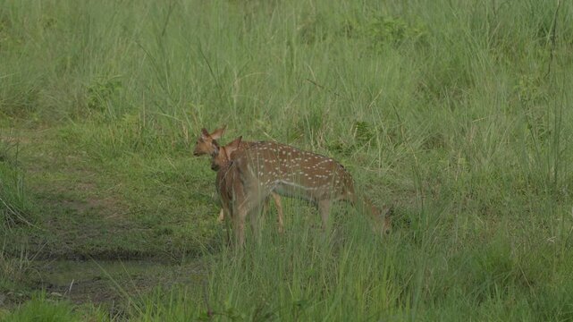 Spotted Deer - Chital or Cheetal