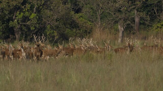 Swamp deer barasinghe in Nepal.
