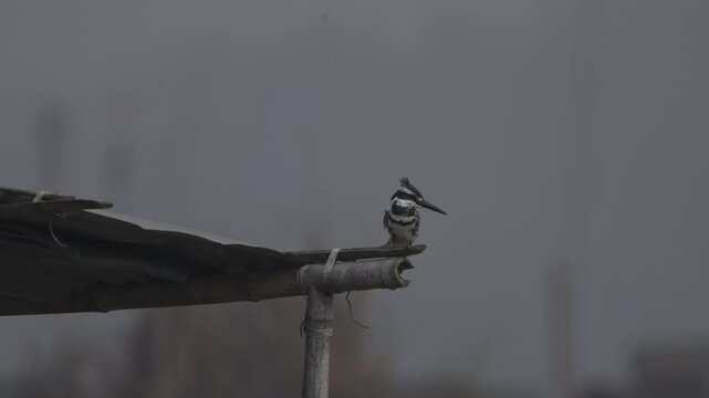 Pied Kingfisher - Ceryle rudis - water kingfisher