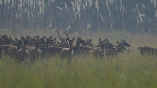 Swamp deer - barasinghe in Nepal.