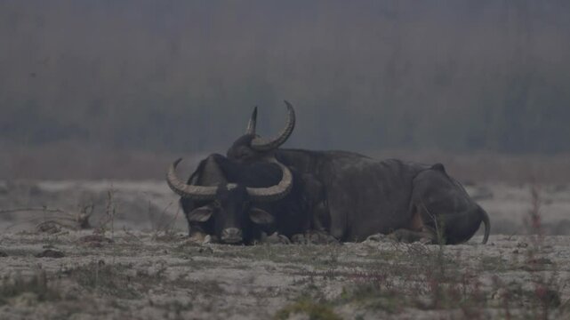 The wild water buffalo (Bubalus arnee), also called Asian buffalo, Asiatic buffalo and wild buffalo, is a large bovine native to the Indian subcontinent and Southeast Asia.