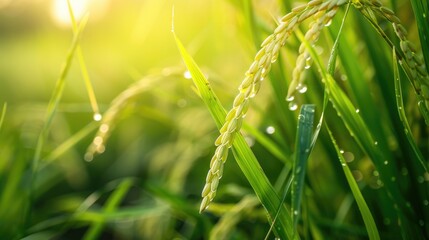 Rice leaf folder disease caused by Cnaphalocrocis medinalis larvae Selective focus photo