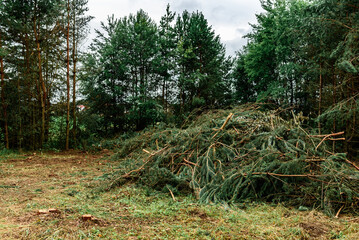 Deforestation, forest clearing in summer time. © Natallia