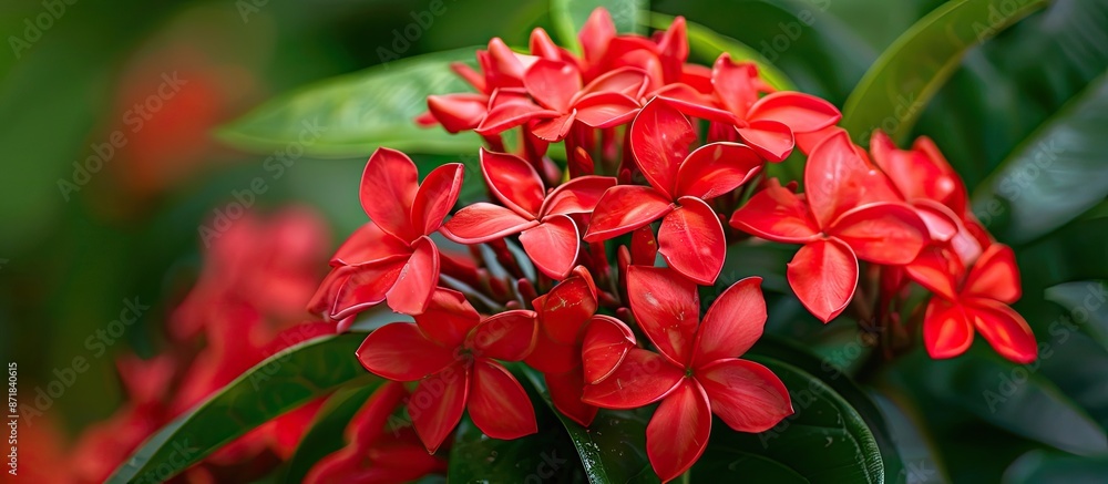 Poster beautiful small red flowers like jasmine ixora are featured in the copy space image.