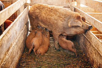 Mangalitsa sow nursing piglets © Grafvision