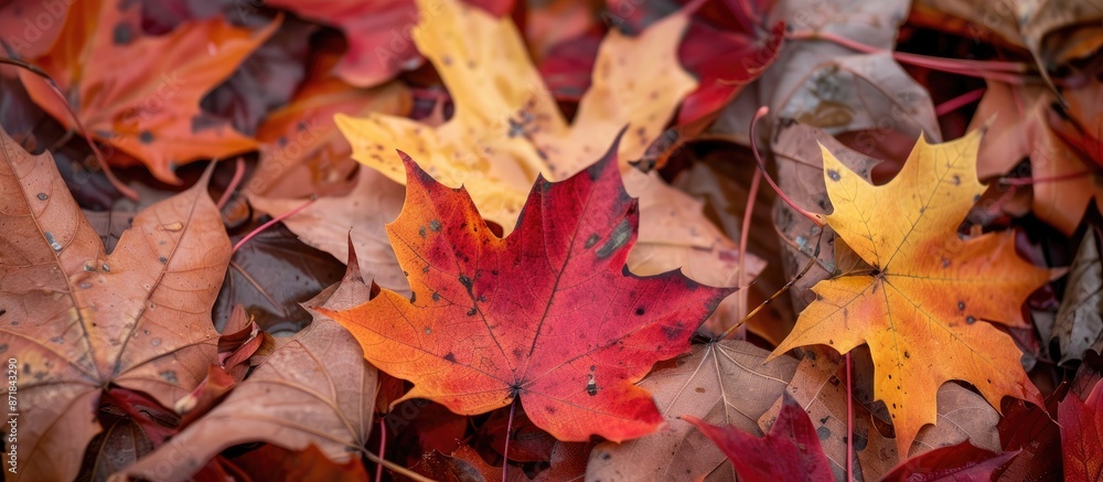 Poster Autumn maple leaves with a background suitable for adding text or images. image with copy space