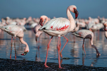 African wild birds. A flock of great flamingos on the blue lagoon against the bright sky