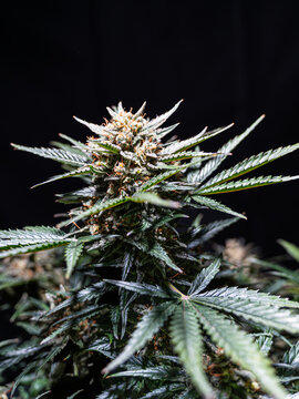 Close-up of Jack Herer cannabis plant with buds in flower against a black background