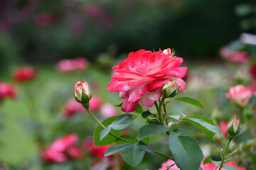 バラ「ジュビレ・デュ・プリンス・ドゥ・モナコ」	
