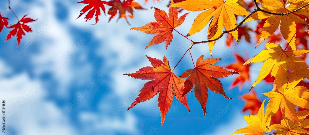 Poster copy space image featuring maple leaves in shades of red and yellow contrasted against a blue sky wi