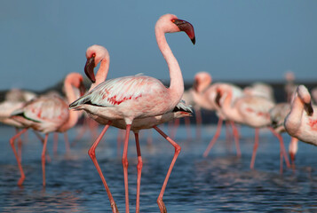 African wild birds. A flock of great flamingos on the blue lagoon against the bright sky