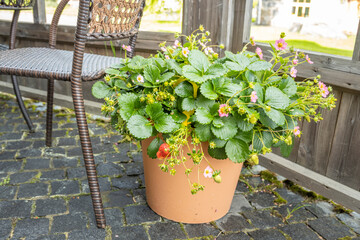 A potted plant with pink flowers sits on a patio next to a brown chair