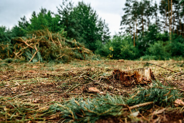 Deforestation, forest clearing in summer time.