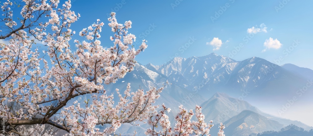 Poster almond tree in bloom with mountain in the background, perfect for copy space image.