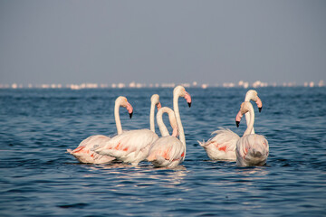 Wild african birds. Group birds of pink african flamingos  walking around the blue lagoon on a sunny day