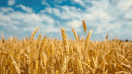 Fototapeta premium Field of wheat under blue sky