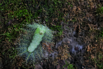 Common Baron caterpillar, Euthalia aconthea, green caterpillar with poisonous spines. On a mossy log in a damp forest. Sleep comfortably in the perfect forest during the rainy season.