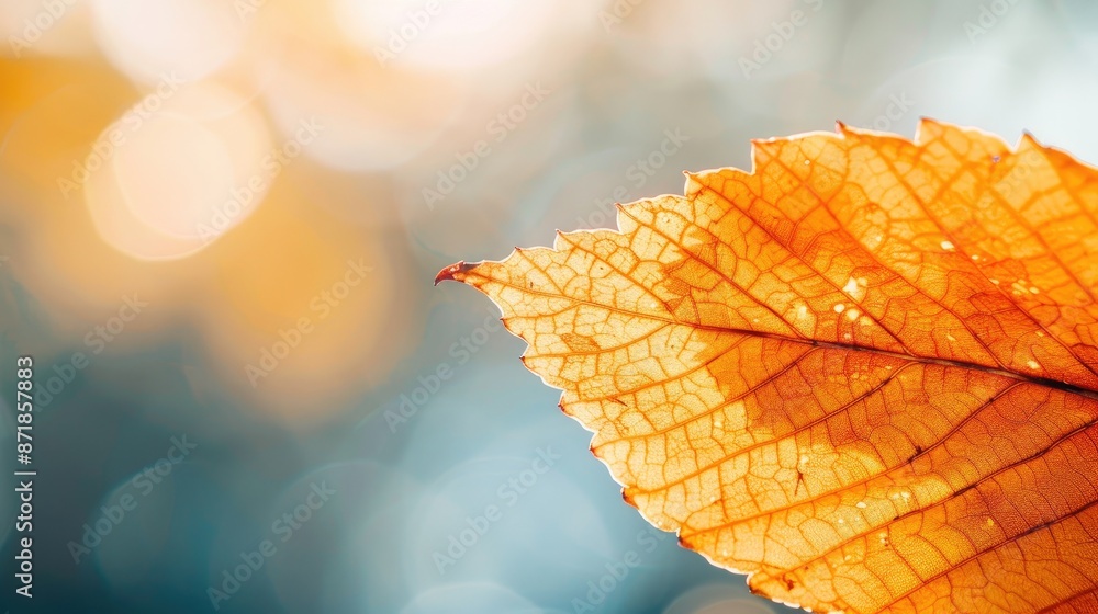 Poster close up of an autumn leaf with space for text