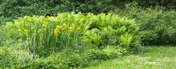 yellow irises and ferns on the lawn of a landscape park