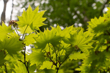 Fresh green leaves  of acer shirasawanum