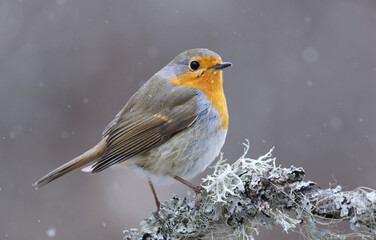 European robin (erithacus rubecula) in snowfall sitting on a branch in early spring.	
