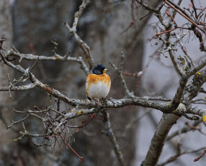 Fototapeta premium Brambling (Fringilla montifringilla) male perched on a branch in spring. 
