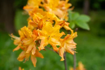 Fototapeten Azalee Yellow flowers of azalea close up  © anovva