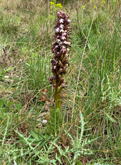 Purple blooming orchid in a meadow