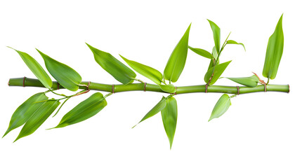 Fototapeta premium Green bamboo with leaves isolated on white background with clipping path and full depth of field