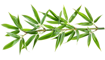 Fototapeta premium Green bamboo with leaves isolated on white background with clipping path and full depth of field