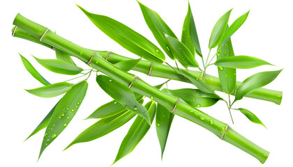 Fototapeta premium Green bamboo with leaves isolated on white background with clipping path and full depth of field