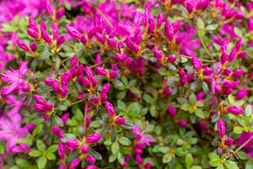 Buds of bloom for pink azaleas flowers