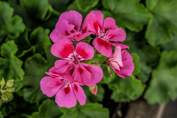 geranie blume pink rosa garten flora