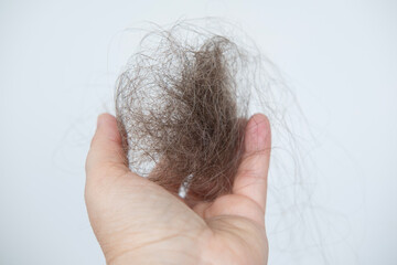 woman holds clump hair after brushing, stress-related hair loss, wooden comb, brush in female hand,...