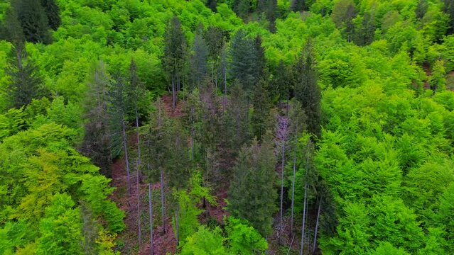 Aerial view of the Alpine mountain peaks on the border of Italy and Switzerland. The drone flies between green slopes and dramatic clouds. Trekking and tourism in the mountains. Green Paneth. Oxygen. 