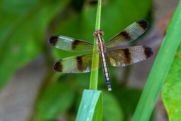 A dragonfly sits on top of the grass. It is an insect whose larvae live in water. Adults live on land and have wings to fly.