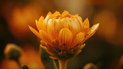 Fototapeta premium Turmeric bloom